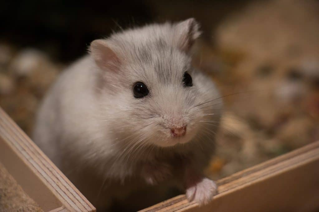 hamster russe blanc de face