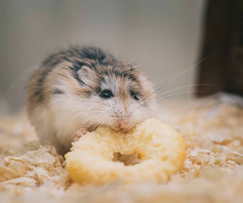 nourriture pour hamster