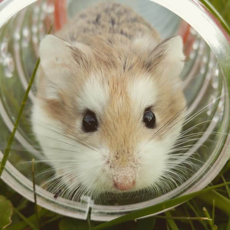 hamster roborovski