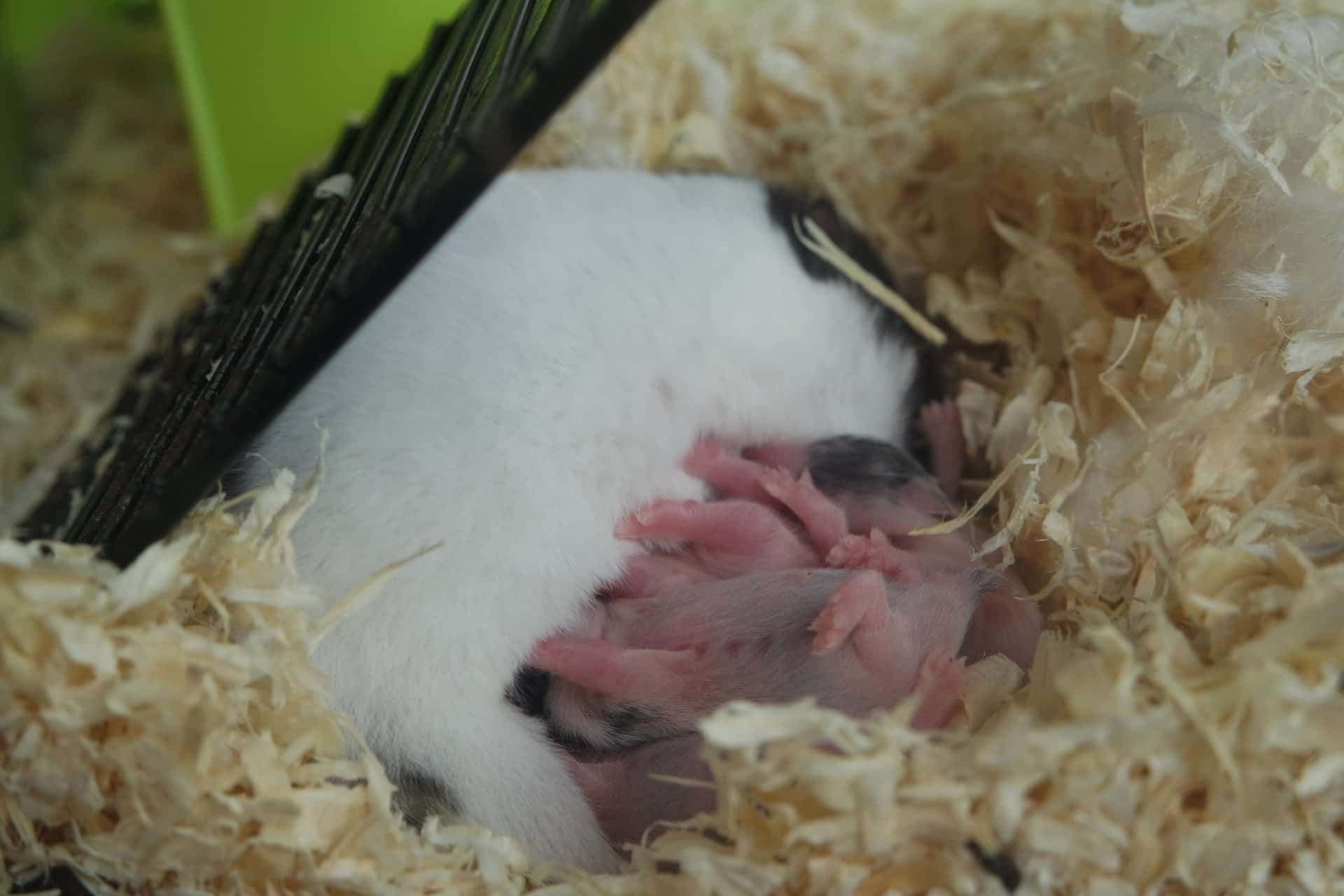 bébé hamster de campbell