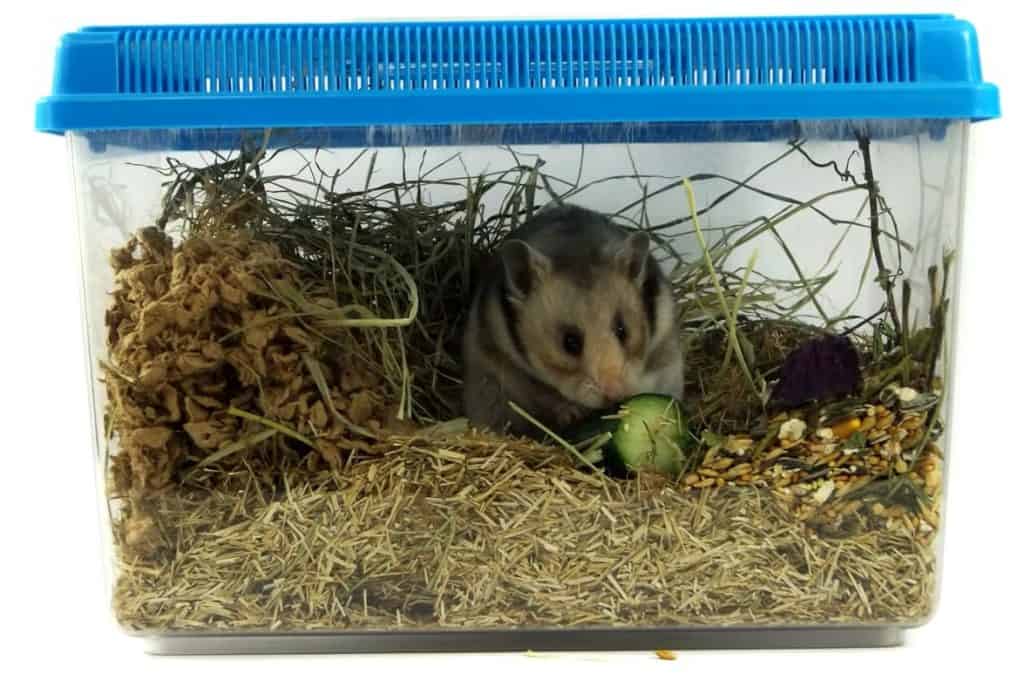 cage de transport pour hamster